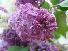 ramo do roxa lilás flores Syringa vulgaris. foto