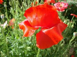 vermelho papoula flores com uma abelha e trigo Campos em a fundo. foto