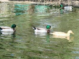 masculino e fêmea pato-real Pato natação em uma lagoa com verde água enquanto foto