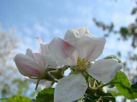 a abelha senta em uma flor do uma arbusto florescendo árvore de maçã e poliniza ele foto