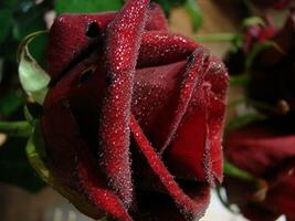 vermelho rosa com gotas. gotas em a pétalas do vermelho rosa flores macro foto. gotas do orvalho em a pétalas foto