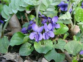 viola plantar com multicolorido flores , comum tolet, viola tricolor, amor-perfeito flores, viola wittrockiana foto