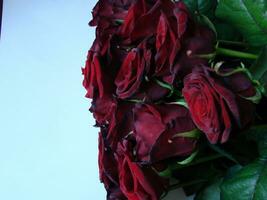 vermelho rosas fundo. textura do vermelho flores topo Visão em vermelho rosas. da natureza beleza. foto