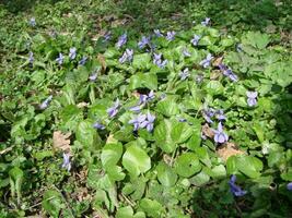 viola plantar com multicolorido flores , comum tolet, viola tricolor, amor-perfeito flores, viola wittrockiana foto