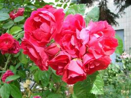 Rosa arbusto rosas. Rosa Felicia rosas. Rosa rosas fundo. Hybird almíscar rosas. Rosa almíscar rosa. foto