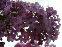 ramo do roxa lilás flores Syringa vulgaris. foto