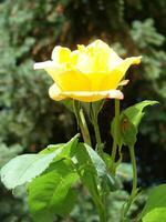 amarelo rosas significado brilhante, alegre e alegre crio caloroso sentimentos e providenciar felicidade foto