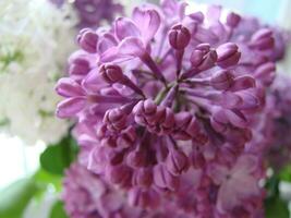 ramo do roxa lilás flores Syringa vulgaris. foto