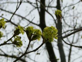 árvore brotos dentro Primavera. jovem ampla brotos em galhos contra borrado fundo debaixo a brilhante Sol. foto