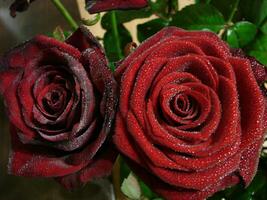 vermelho rosa com gotas. gotas em a pétalas do vermelho rosa flores macro foto. gotas do orvalho em a pétalas foto