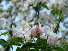 a abelha senta em uma flor do uma arbusto florescendo árvore de maçã e poliniza ele foto