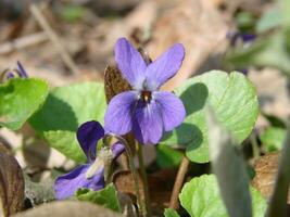 viola plantar com multicolorido flores , comum tolet, viola tricolor, amor-perfeito flores, viola wittrockiana foto