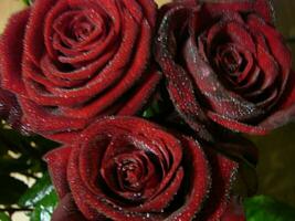 vermelho rosa com gotas. gotas em a pétalas do vermelho rosa flores macro foto. gotas do orvalho em a pétalas foto