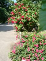 Rosa arbusto rosas. Rosa Felicia rosas. Rosa rosas fundo. Hybird almíscar rosas foto