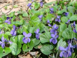 viola plantar com multicolorido flores , comum tolet, viola tricolor, amor-perfeito flores, viola wittrockiana foto