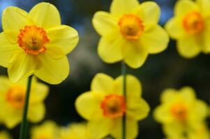 uma campo do amarelo narcisos dentro a meio do uma gramíneo campo foto