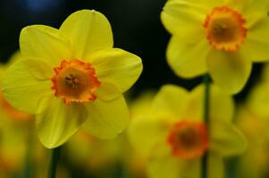 uma campo do amarelo narcisos dentro a meio do uma gramíneo campo foto