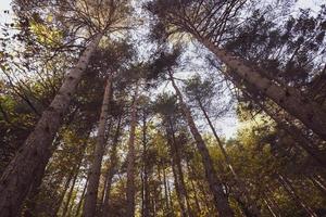 árvores fotografadas de baixo foto