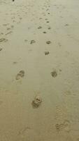 fotografia, textura do areia, de praia. pegadas dentro a areia, uma beira-mar recorrer, a ilha. você pode usar foto