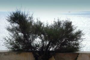 costa brava e caminho costeiro ao longo da costa acidentada do norte da catalunha, espanha foto