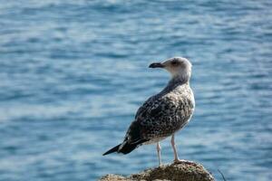 gaivotas selvagens na natureza ao longo das falésias da costa brava catalã, mediterrâneo, espanha. foto