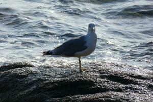 gaivotas selvagens na natureza ao longo das falésias da costa brava catalã, mediterrâneo, espanha. foto