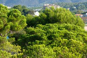 costa brava e caminho costeiro ao longo da costa acidentada do norte da catalunha, espanha foto