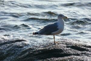 gaivotas selvagens na natureza ao longo das falésias da costa brava catalã, mediterrâneo, espanha. foto