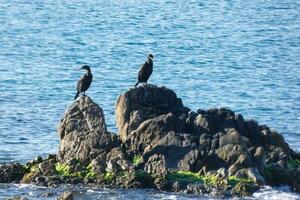 Corbarans, aves marinhas em pedras fechar para a costa foto