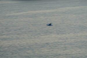 gaivotas selvagens na natureza ao longo das falésias da costa brava catalã, mediterrâneo, espanha. foto