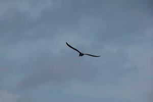 gaivotas voando no céu mediterrâneo, pássaros selvagens na costa catalã, espanha foto
