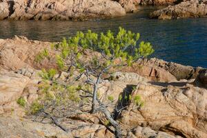 costa brava e caminho costeiro ao longo da costa acidentada do norte da catalunha, espanha foto