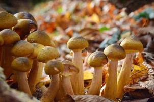 cogumelos mel agarics na floresta de outono foto