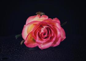 linda rosa em um fundo preto foto