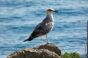 gaivotas selvagens na natureza ao longo das falésias da costa brava catalã, mediterrâneo, espanha. foto