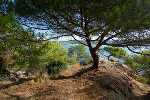 costa brava e caminho costeiro ao longo da costa acidentada do norte da catalunha, espanha foto