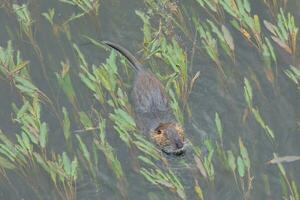 lontra dentro a onyar rio dentro a Centro do a cidade do Girona. foto