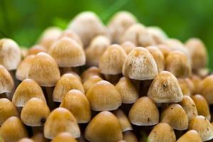 cogumelo de fungo natural na natureza verde