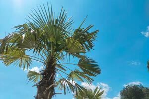 verde tropical Palma árvore contra a céu foto