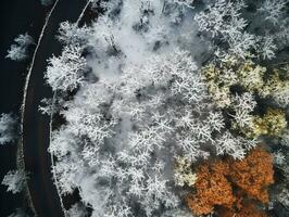 aéreo Visão do uma rodovia enrolamento através uma floresta dentro ambos verão e inverno temporadas. generativo ai foto