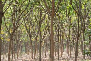 plantação de borracha, sul da Tailândia foto