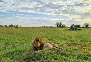 selvagem leões dentro a savana do África. foto