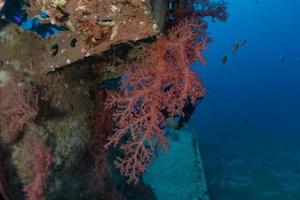 recife de coral e plantas aquáticas no mar vermelho, eilat israel foto