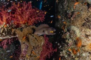 moreia mooray lycodontis undulatus no mar vermelho, eilat israel foto