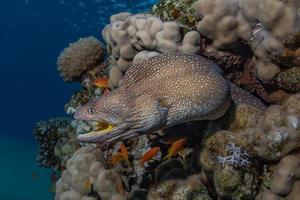 moreia mooray lycodontis undulatus no mar vermelho, eilat israel foto