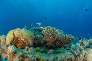 recife de coral e plantas aquáticas no mar vermelho, eilat israel foto