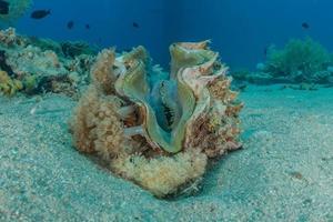 molusco gigante no mar vermelho colorido e bonito, eilat israel foto