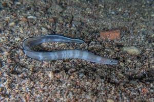 moreia mooray lycodontis undulatus no mar vermelho, eilat israel foto