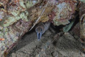 moreia mooray lycodontis undulatus no mar vermelho, eilat israel foto