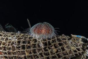 recife de coral e plantas aquáticas no mar vermelho, eilat israel foto